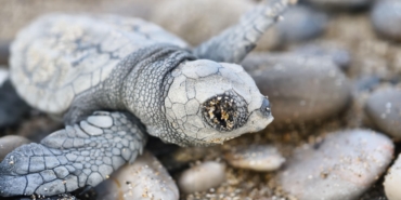 Denize ulaşabilen 232 bin yavru carettadan 500’ü hayatta kalabilecek