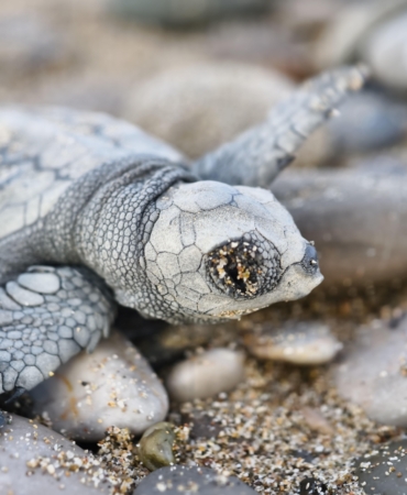 Denize ulaşabilen 232 bin yavru carettadan 500’ü hayatta kalabilecek
