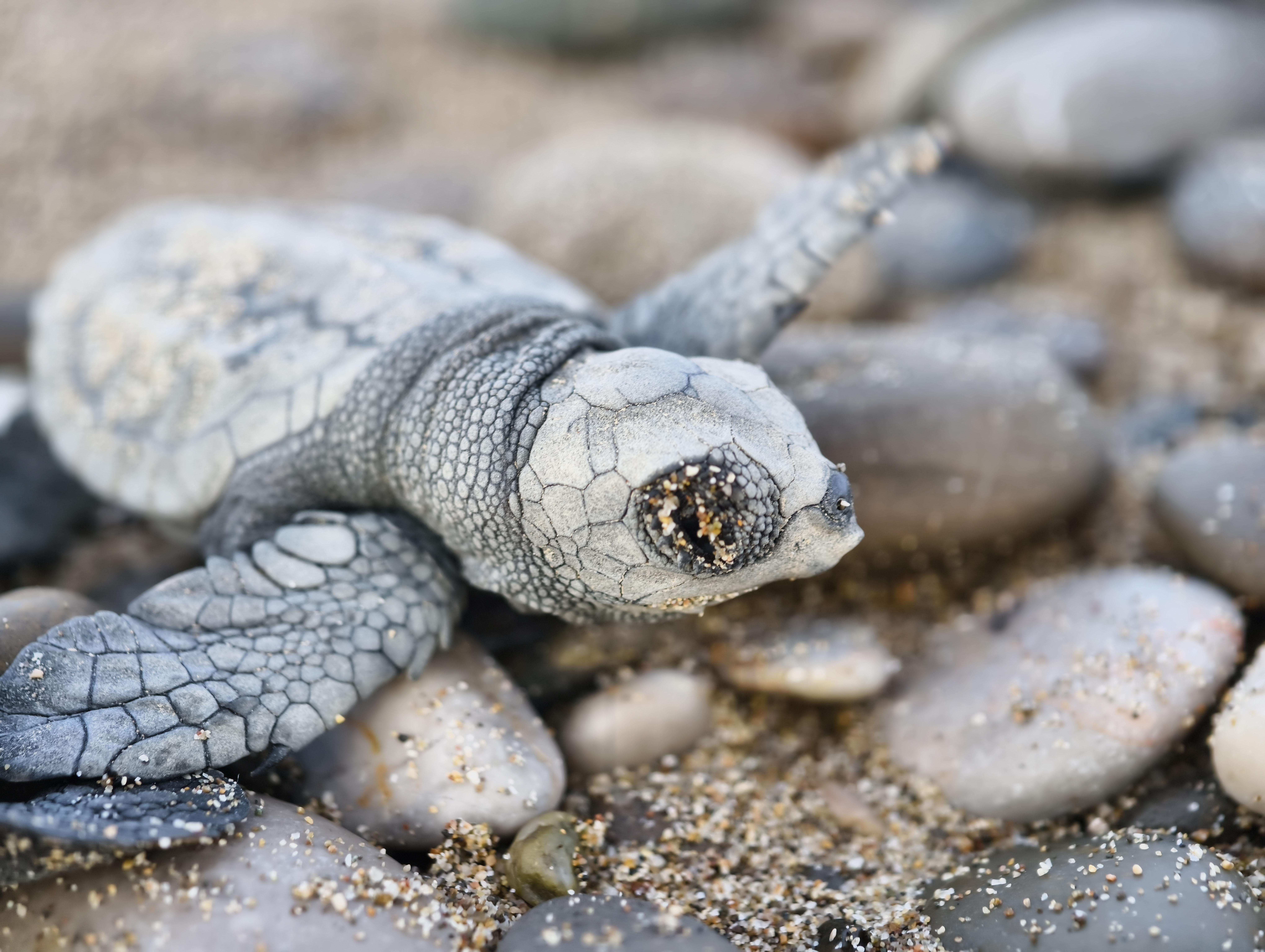 Denize ulaşabilen 232 bin yavru carettadan 500’ü hayatta kalabilecek