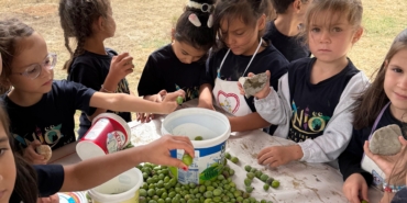 Minik öğrencilerden zeytin hasadı