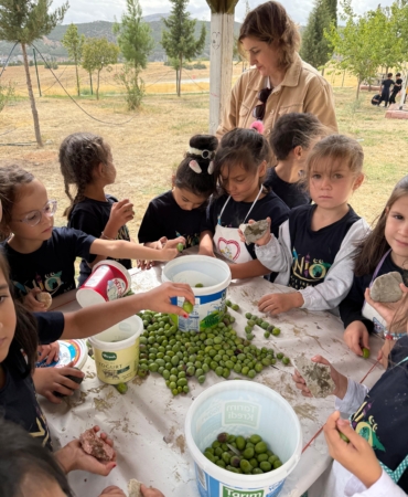 Minik öğrencilerden zeytin hasadı