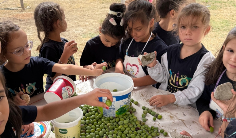 Minik öğrencilerden zeytin hasadı