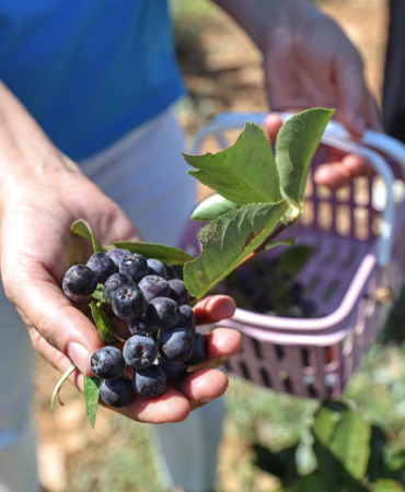 Beğiş’te Aronya ve Böğürtlen Hasadı Bereket Getirdi