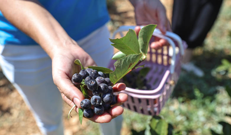 Beğiş’te Aronya ve Böğürtlen Hasadı Bereket Getirdi