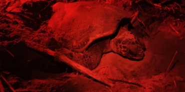 Yavru carettaları kurtaracak ‘kırmızı ışık’ projesi 4 otelde başladı