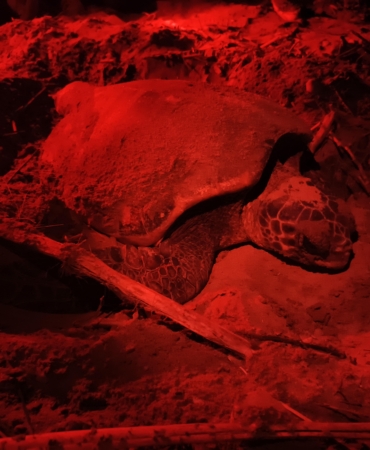 Yavru carettaları kurtaracak ‘kırmızı ışık’ projesi 4 otelde başladı