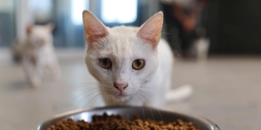 Büyükşehir patili dostları sahipsiz bırakmıyor