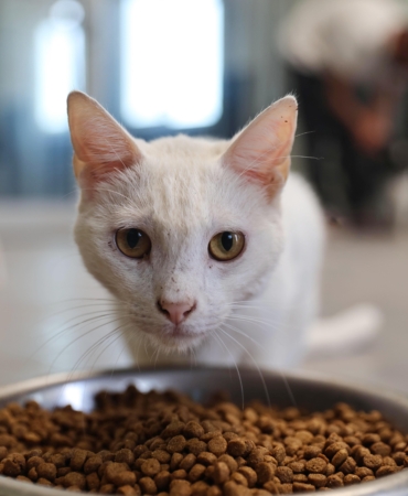 Büyükşehir patili dostları sahipsiz bırakmıyor