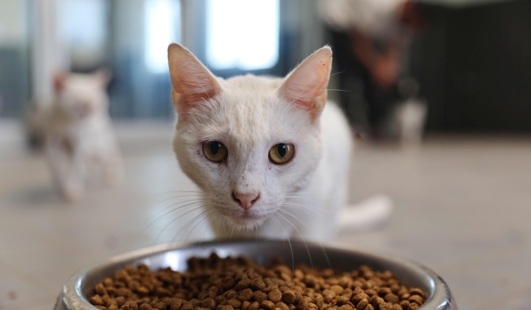 Büyükşehir patili dostları sahipsiz bırakmıyor