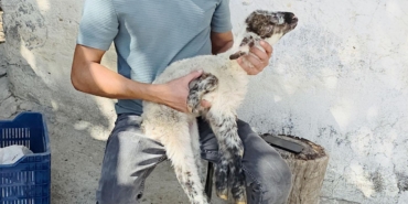 Besicinin ‘5 bacaklı kuzu’ şaşkınlığı