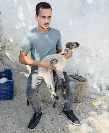 Besicinin ‘5 bacaklı kuzu’ şaşkınlığı