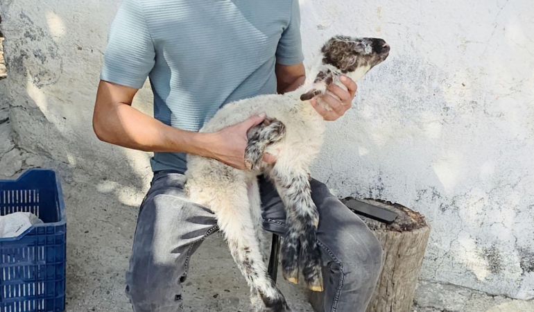 Besicinin ‘5 bacaklı kuzu’ şaşkınlığı