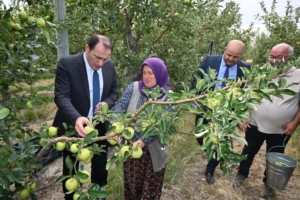 Elma hasadı başladı