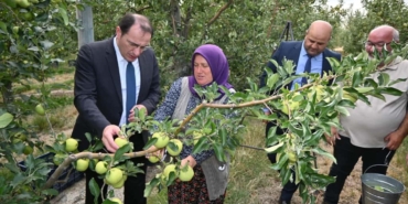 Elma hasadı başladı
