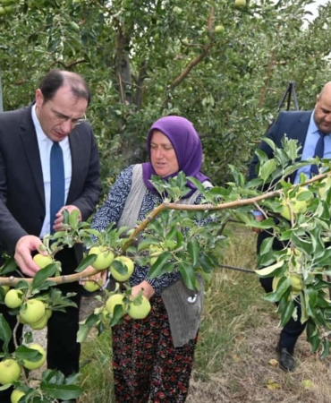 Elma hasadı başladı