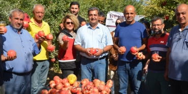 Serik’te nar hasadı başladı