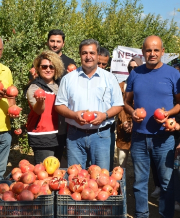 Serik’te nar hasadı başladı