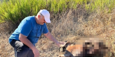 Şehir dışına çıktı, keçilerini vahşi hayvanlar parçaladı