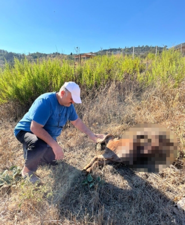 Şehir dışına çıktı, keçilerini vahşi hayvanlar parçaladı