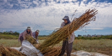 Manavgat Altın Susamı hasatla parlıyor