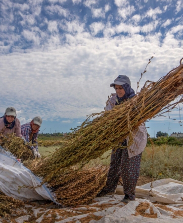 Manavgat Altın Susamı hasatla parlıyor