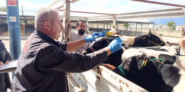 Belgesiz hayvan nakline ceza / Video eklendi