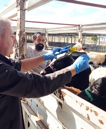 Belgesiz hayvan nakline ceza / Video eklendi
