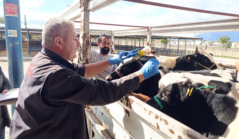 Belgesiz hayvan nakline ceza / Video eklendi