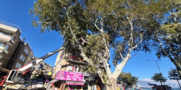 Anıt ağaç bakıma alındı