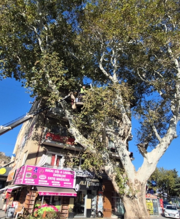 Anıt ağaç bakıma alındı