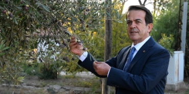 1210 ve 770 yaşındaki 2 zeytin ağacından 70 kilo mahsul bekleniyor