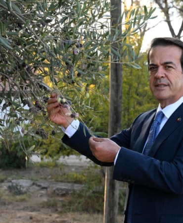 1210 ve 770 yaşındaki 2 zeytin ağacından 70 kilo mahsul bekleniyor