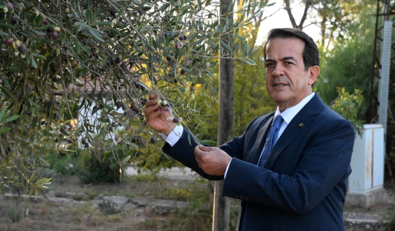 1210 ve 770 yaşındaki 2 zeytin ağacından 70 kilo mahsul bekleniyor