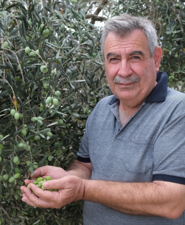 ‘Yok yılı’ ve kuraklık zeytinde rekolte beklentisini düşürdü