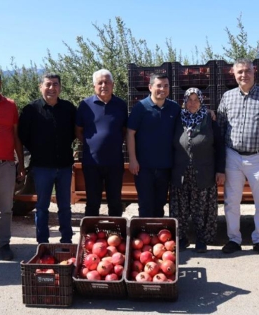 Kaymakam Çakıcı nar hasadına katıldı