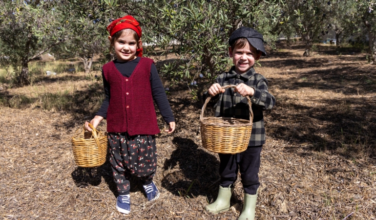 Minikler zeytin hasadında
