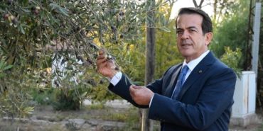 Zeytinde iklim etkisi ile rekoltede yüzde 30 kayıp