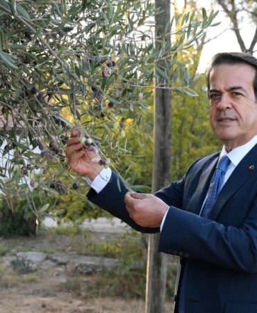 Zeytinde iklim etkisi ile rekoltede yüzde 30 kayıp