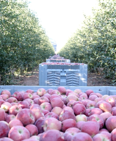 Isparta’da zirai don ve dolu zararı sonrası elmada rekolte beklentisi 800 bin ton