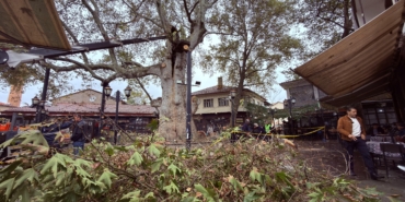 800 yıllık çınara bakım ve rehabilitasyon