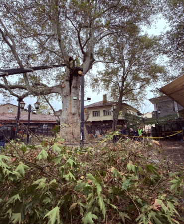 800 yıllık çınara bakım ve rehabilitasyon