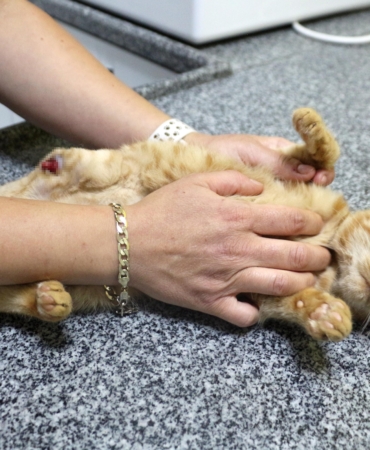 Müftü Biçer’den kedi patisi kesenlere, ‘Tıbbi yardım alın’ çağrısı