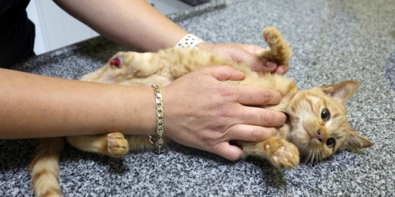 Müftü Biçer’den kedi patisi kesenlere, ‘Tıbbi yardım alın’ çağrısı Müftü Biçer’den kedi patisi kesenlere, ‘Tıbbi yardım alın’ çağrısı