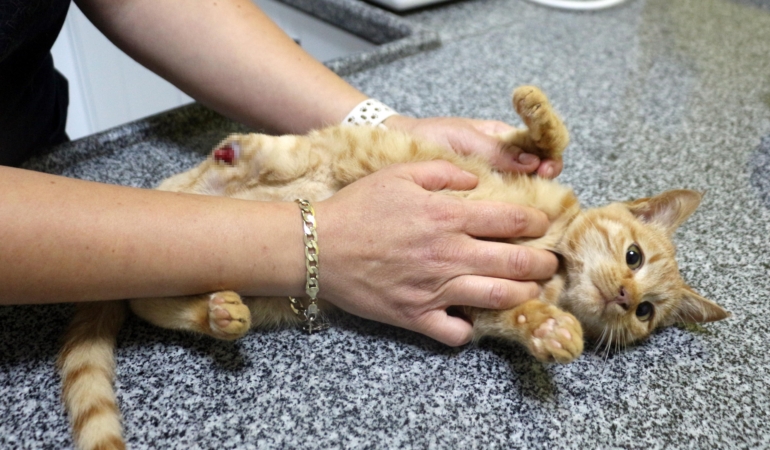 Müftü Biçer’den kedi patisi kesenlere, ‘Tıbbi yardım alın’ çağrısı