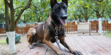 Antalya’nın ilk enkazda canlı arama sertifikalı köpeği ‘Tina’ oldu