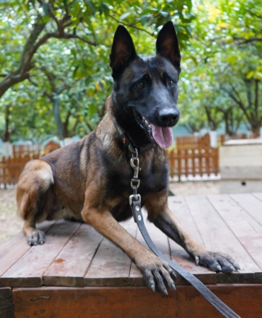 Antalya’nın ilk enkazda canlı arama sertifikalı köpeği ‘Tina’ oldu