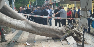 Antalya’da ağaç 5 otomobilin üzerine devrlidi