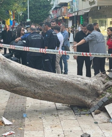Antalya’da ağaç 5 otomobilin üzerine devrlidi