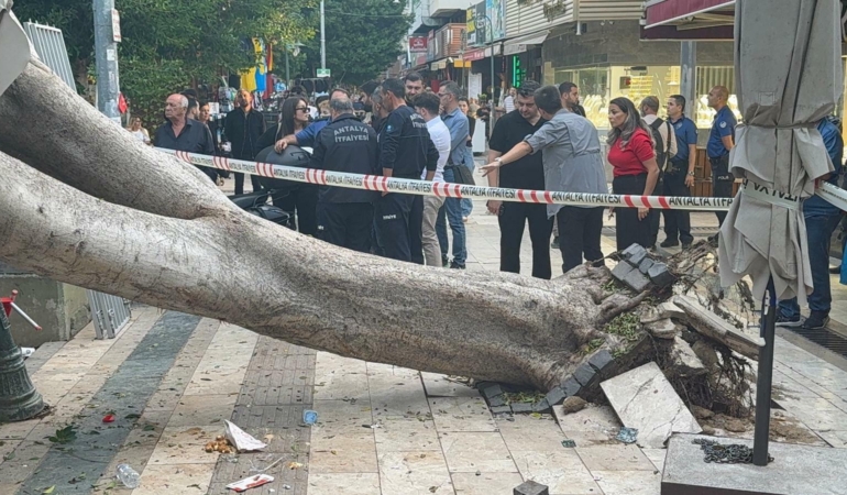 Antalya’da ağaç 5 otomobilin üzerine devrlidi