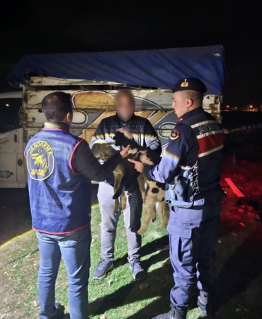 Çalınan kuzuları jandarma buldu